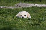 LABRADOR 1068